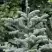 Пихта благородная в Светлогорске