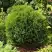 Туя ТИНИ ТИМ западная в Светлогорске