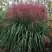 Мискантус МАЛЕПАРТУС китайский  в Светлогорске