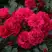Роза РАДОСТЬ САДОВНИКА (ГАРТЕН ФРОЙДЕ) почвопокровная в Светлогорске