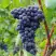 Виноград МУКУЗАНИ в Светлогорске
