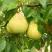 Груша ВЕЛИКАЯ ЛЕТНЯЯ (БОЛЬШАЯ ЛЕТНЯЯ) в Светлогорске