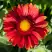 Гайлардия АРИЗОНА РЕД ШЕЙДС в Светлогорске