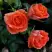 Роза ОРАНЖ ДЖЕВЕЛ миниатюрная в Светлогорске