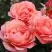 Роза КОРАЛ ЛИОНС РОУЗ флорибунда в Светлогорске