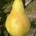Груша КОНКОРД в Светлогорске