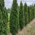 Туя ДЕГРУТ СПАЙР западная в Светлогорске