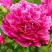 Пион НОЧНЫЕ ГРЕЗЫ древовидный в Светлогорске