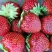 Клубника МАЛЬВИНА в Светлогорске