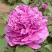 Пион ОРНАМЕНТ древовидный в Светлогорске