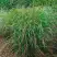 Просо РЕБРАУН прутьевидное в Светлогорске