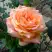 Роза ЭЛЬДОРАДО чайно-гибридная в Светлогорске