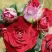 Роза РУБИ СТАР спрей в Светлогорске