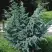 Можжевельник БЛЮ АЛЬПС китайский  в Светлогорске
