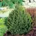 Ель КОМПАКТА обыкновенная в Светлогорске