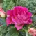 Роза БРЕРА флорибунда в Светлогорске