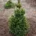 Ель ВИЛС ЦВЕРГ обыкновенная в Светлогорске