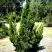 Можжевельник КАЙЗУКА китайский в Светлогорске