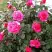 Роза МАЛИНОВЫЙ ЗВОН чайно-гибридная в Светлогорске