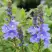 Вероника РОЯЛ БЛЮ большая в Светлогорске