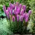 Лиатрис РОЗЕА колосковая в Светлогорске