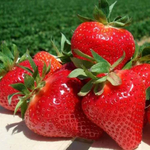 Клубника ДЖОЛИ в Светлогорске