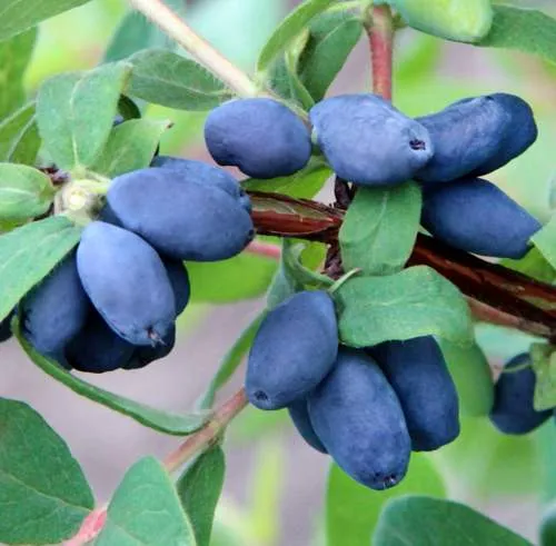 Жимолость съедобная посадка и выращивание  Жимолость съедобная посадка и выращивание