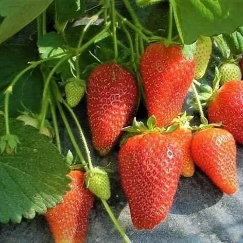 Клубника РОКСАНА в Светлогорске