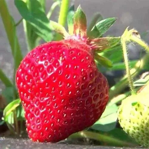 Клубника ХОНЕЙ в Светлогорске