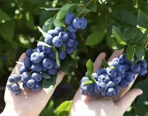 Голубика садовая — источник полезностей. Правильная посадка — залог хорошего урожая Голубика садовая — источник полезностей. Правильная посадка — залог хорошего урожая