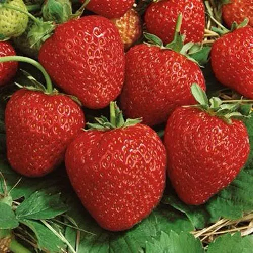 Клубника КОРОНА в Светлогорске