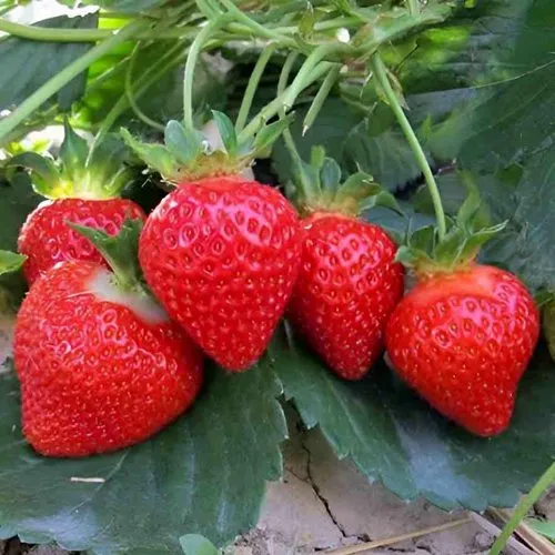 Клубника ТЕА в Светлогорске