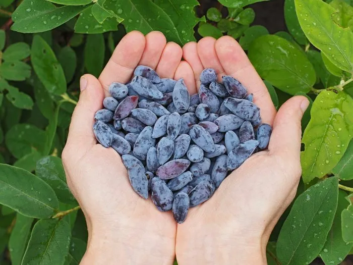 Жимолость в белорусском саду: от посадки до урожая полезных ягод