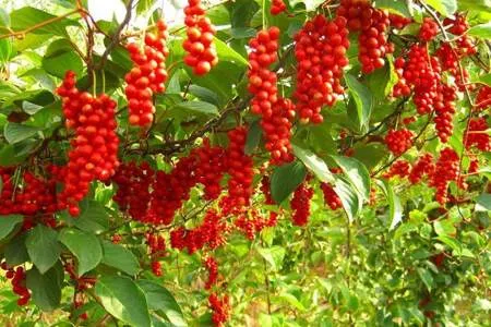 лимонник китайский.jpg лимонник китайский.jpg