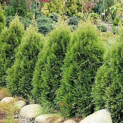 Туя СМАРАГД ВИТБОНТ западная в Светлогорске