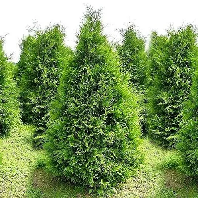 Туя БРАБАНТ западная в Светлогорске