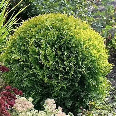 Туя ЕЛЛОУ ГЛОБ западная в Светлогорске