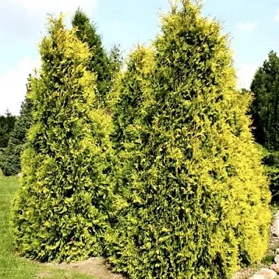 Туя САЛЛАНД западная в Светлогорске