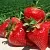Клубника ДЖОЛИ в Светлогорске