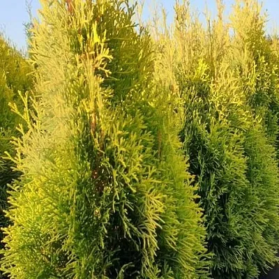 Туя ГОЛДЕН СМАРАГД западная в Светлогорске