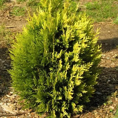 Туя КОППЕР ГОЛД западная в Светлогорске