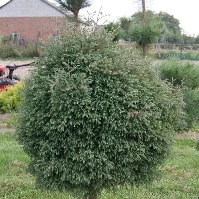 Туя вересковидная в Светлогорске
