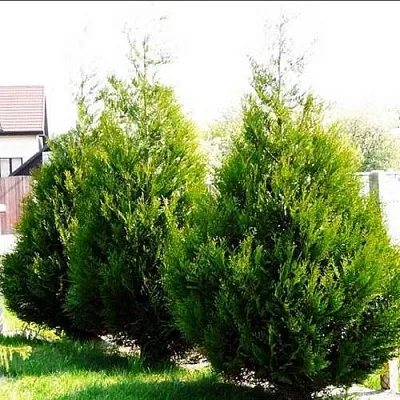 Туя АТРОВИРЕНС складчатая в Светлогорске