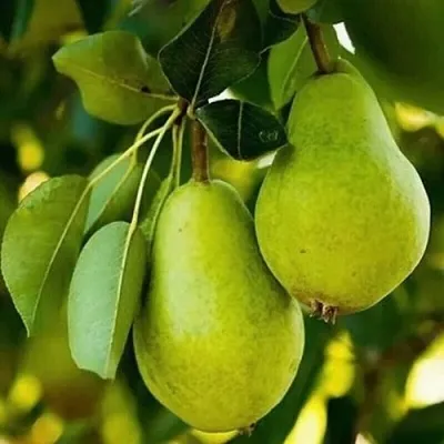 Груша СЕВЕРЯНКА колонновидная в Светлогорске