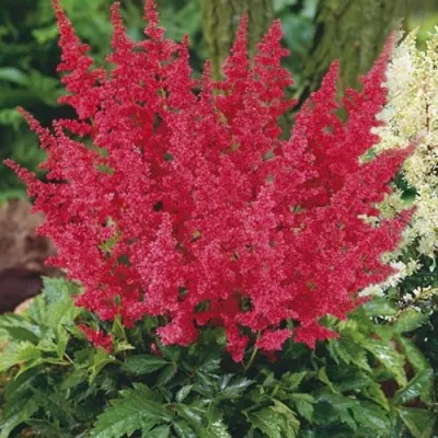 Астильба МОНТГОМЕРИ японская в Светлогорске