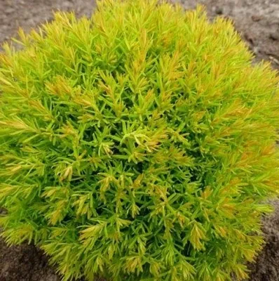 Туя АННИЕК западная в Светлогорске