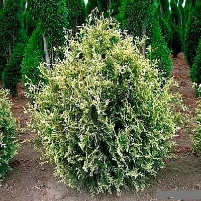 Туя ГОЛД ПЕРЛ западная в Светлогорске