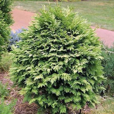 Туя ВАРЕАНА ЛЮТЕСЦЕНС западная в Светлогорске