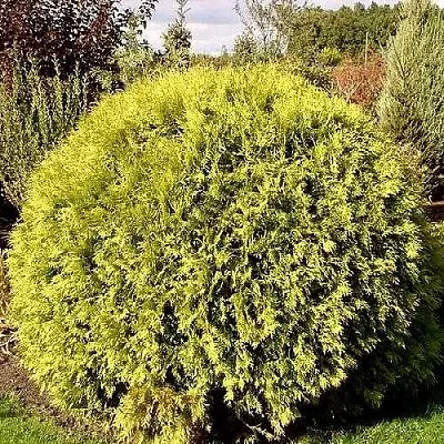 Туя ГЛОБОЗА АУРЕА западная в Светлогорске