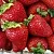 Клубника СКАЛА в Светлогорске